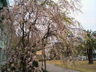 写真：枝垂桜
